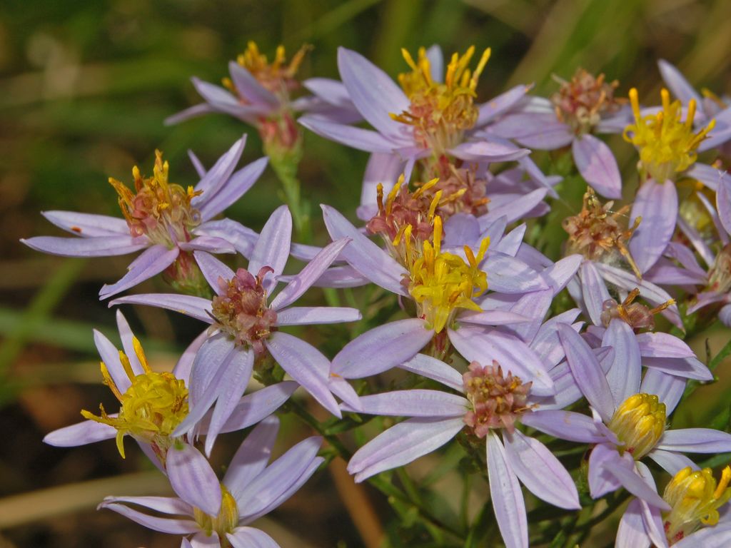 Galatella sedifolia  / Astro scabro